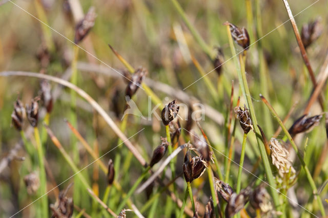 Armbloemige waterbies (Eleocharis quinqueflora)