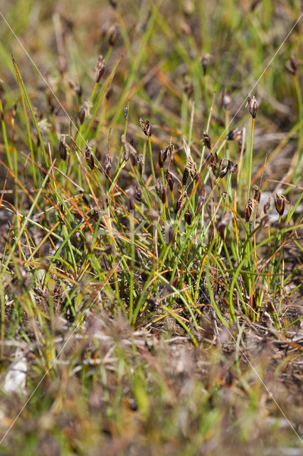 Armbloemige waterbies (Eleocharis quinqueflora)