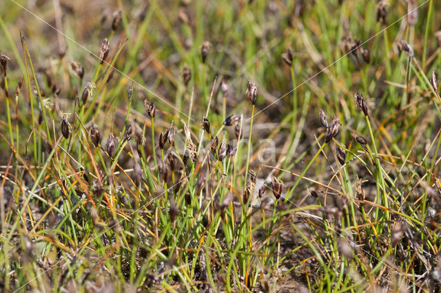 Armbloemige waterbies (Eleocharis quinqueflora)