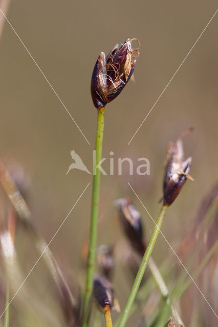 Armbloemige waterbies (Eleocharis quinqueflora)