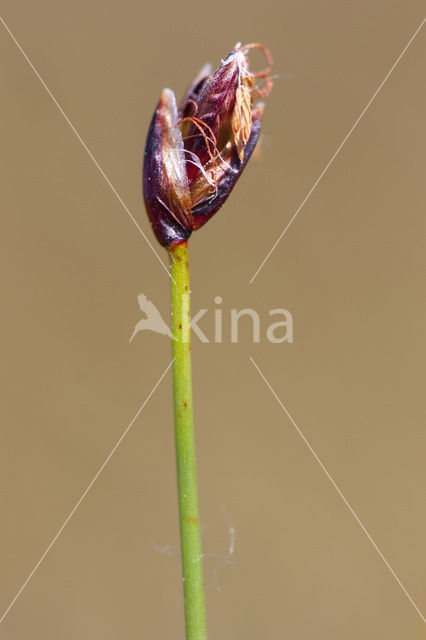 Armbloemige waterbies (Eleocharis quinqueflora)