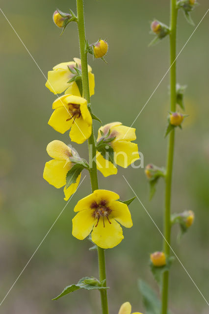 Beklierd mottenkruid (Verbascum virgatum)