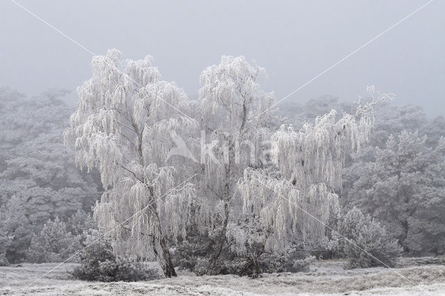 Berk (Betula)