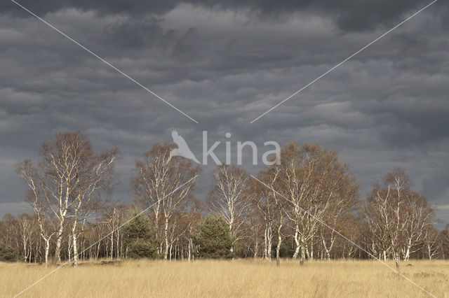 Berk (Betula)