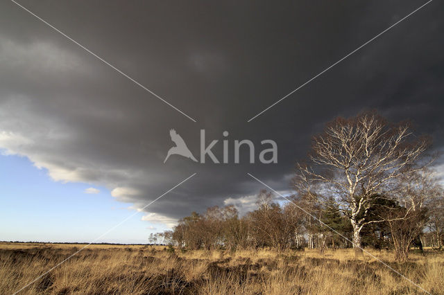 Berk (Betula)