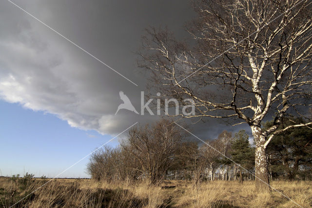 Berk (Betula)