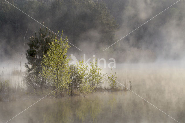 Berk (Betula)