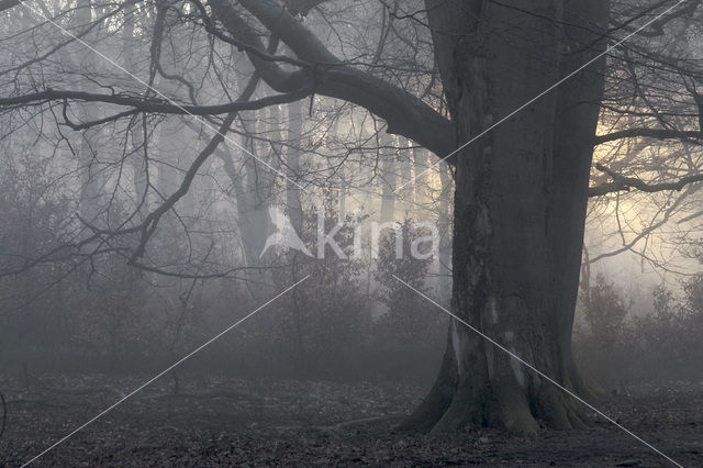 Beech (Fagus sylvatica)