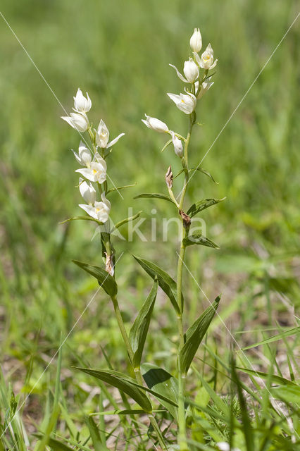 Bleek bosvogeltje (Cephalanthera damasonium)