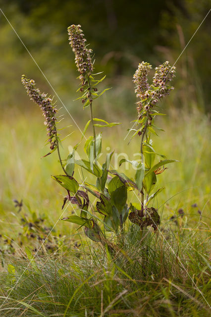 Brede wespenorchis (Epipactis helleborine)