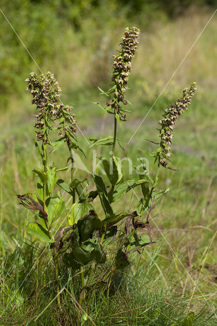 Broad-leaved Helleborine (Epipactis helleborine)