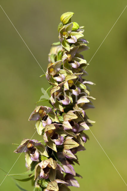 Broad-leaved Helleborine (Epipactis helleborine)