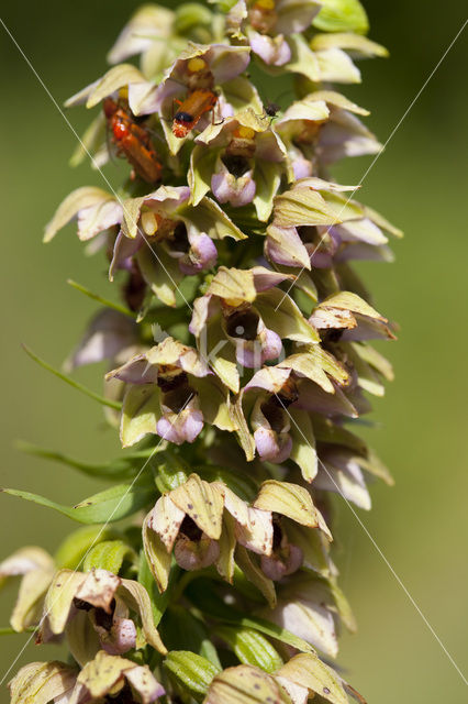 Broad-leaved Helleborine (Epipactis helleborine)