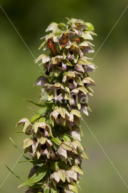 Brede wespenorchis (Epipactis helleborine)