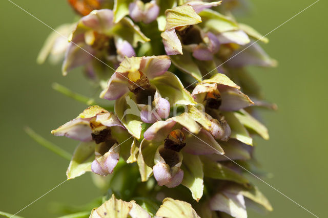 Broad-leaved Helleborine (Epipactis helleborine)