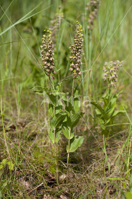 Brede wespenorchis (Epipactis helleborine)