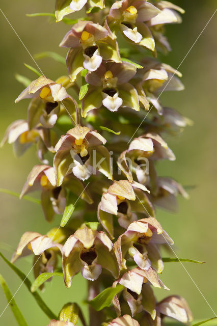 Brede wespenorchis (Epipactis helleborine)