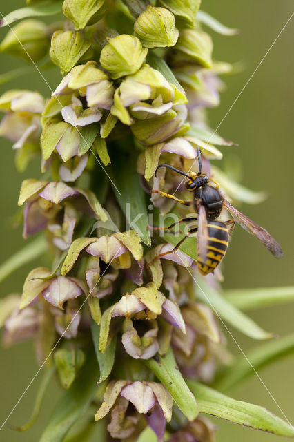 Brede wespenorchis (Epipactis helleborine)