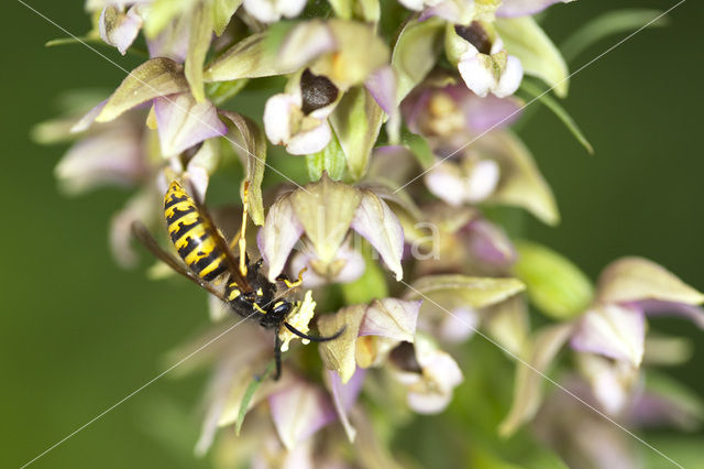 Broad-leaved Helleborine (Epipactis helleborine)