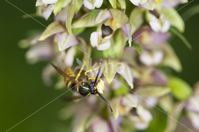 Broad-leaved Helleborine (Epipactis helleborine)