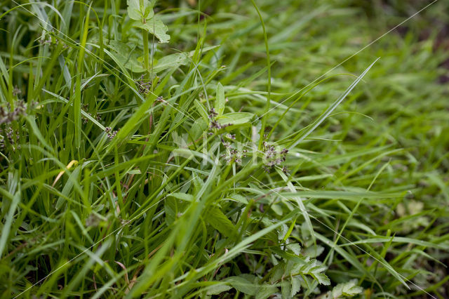 Bruin cypergras (Cyperus fuscus)