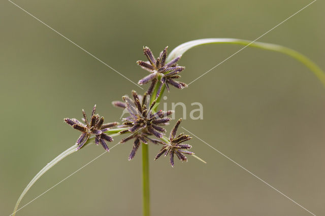 Bruin cypergras (Cyperus fuscus)