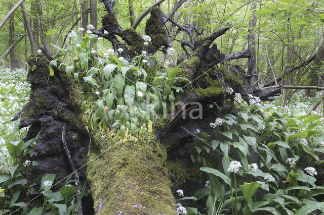 Daslook (Allium ursinum)