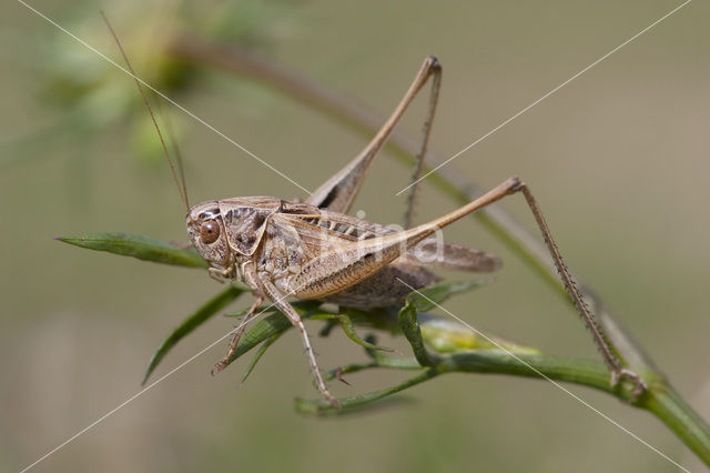 Brown-spotted Bush-cricket (Platycleis tessellata)