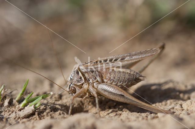 Brown-spotted Bush-cricket (Platycleis tessellata)