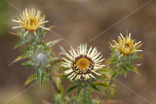 Driedistel (Carlina vulgaris)