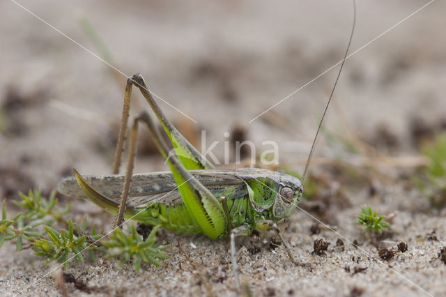 Duinsabelsprinkhaan (Platycleis albopunctata)