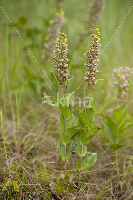 Duinwespenorchis (Epipactis helleborine subsp. neerlandica)