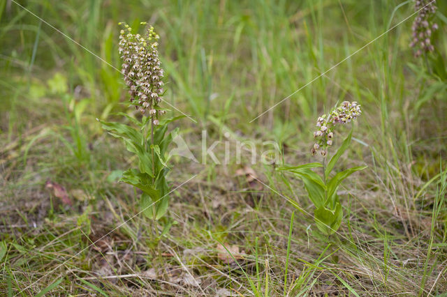 Broad-leaved Helleborine neerlandica (Epipactis helleborine subsp. neerlandica)