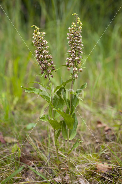 Duinwespenorchis (Epipactis helleborine subsp. neerlandica)