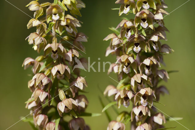 Duinwespenorchis (Epipactis helleborine subsp. neerlandica)