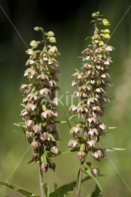 Duinwespenorchis (Epipactis helleborine subsp. neerlandica)