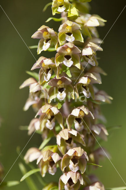 Duinwespenorchis (Epipactis helleborine subsp. neerlandica)