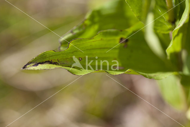 Duinwespenorchis (Epipactis helleborine subsp. neerlandica)