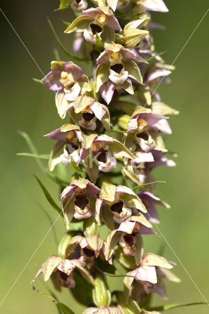 Duinwespenorchis (Epipactis helleborine subsp. neerlandica)