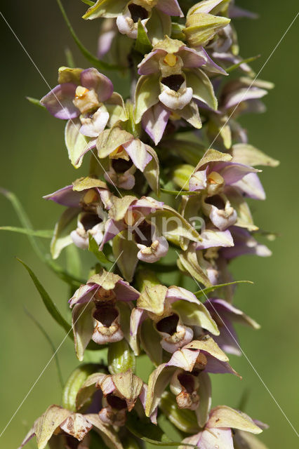 Duinwespenorchis (Epipactis helleborine subsp. neerlandica)