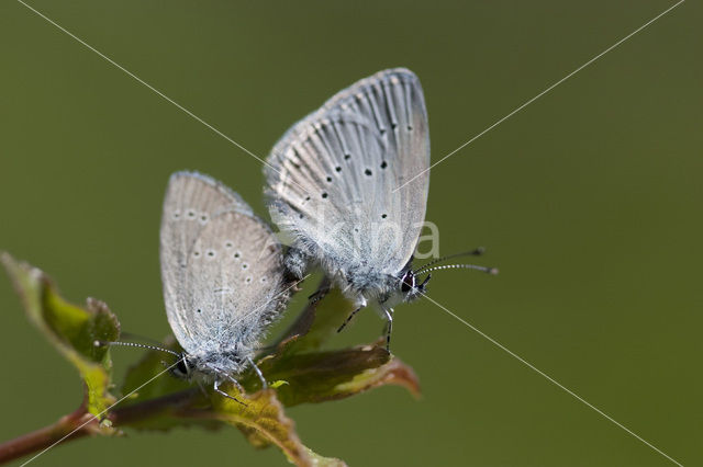 Dwergblauwtje (Cupido minimus)