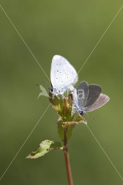 Dwergblauwtje (Cupido minimus)