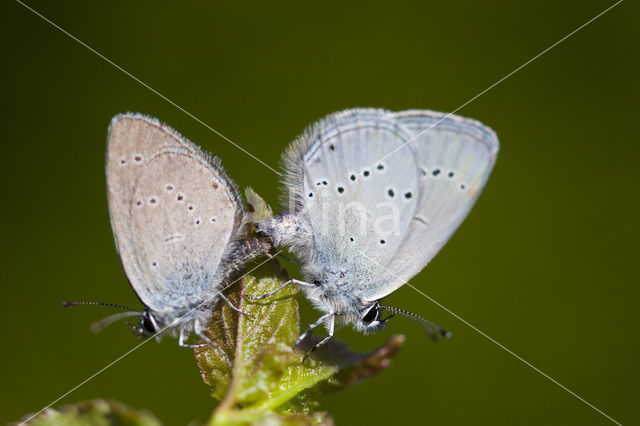 Small Blue (Cupido minimus)