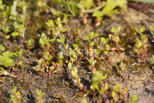 Dwergbloem (Anagallis minima