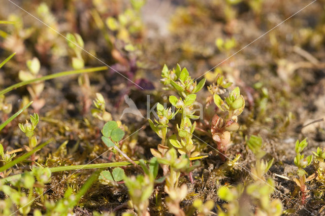 Dwergbloem (Anagallis minima