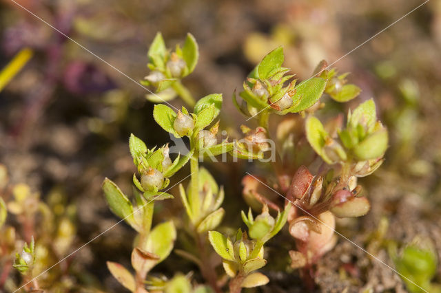 Dwergbloem (Anagallis minima