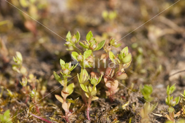 Dwergbloem (Anagallis minima