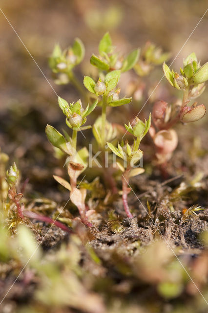 Dwergbloem (Anagallis minima