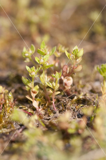 Dwergbloem (Anagallis minima