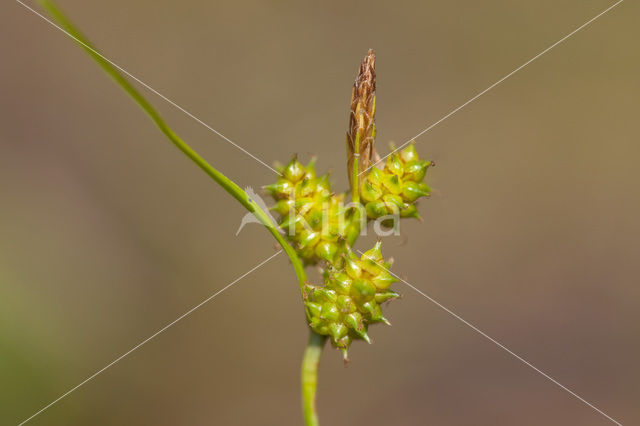 Dwergzegge (Carex oederi subsp. oederi)